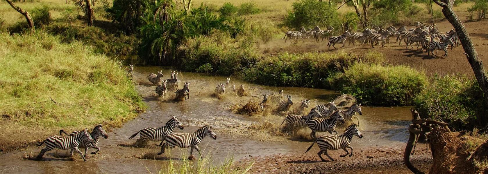 Untamed Tanzania Safari-8 Days