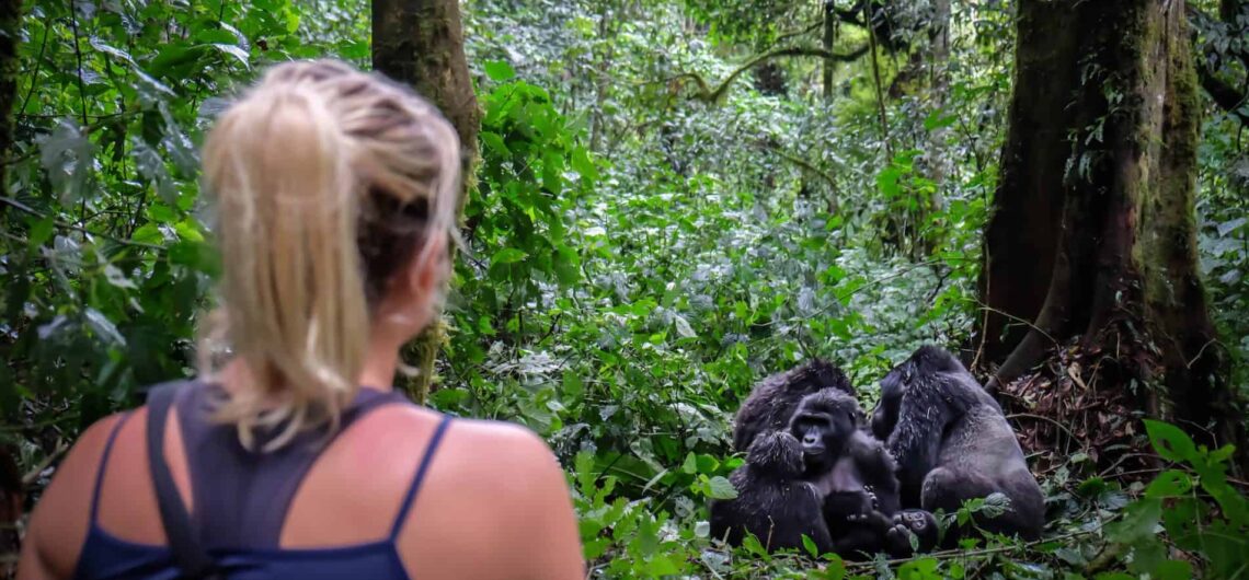 Gorilla trekking and Habituation in Bwindi impenetrable national park is a thrilling activity where tourist get closer to these amazing apes