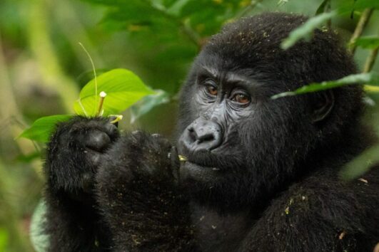 15 Days-Gorilla Safari and Wildlife in Uganda