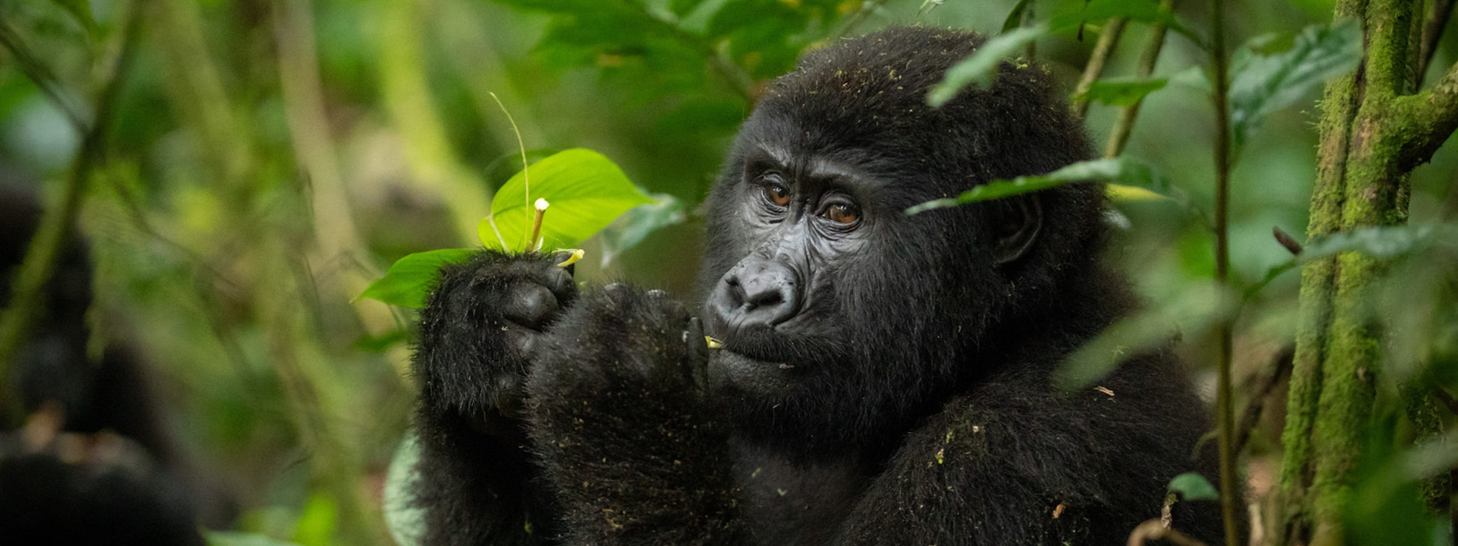 Gorilla Safari and Wildlife in Uganda-15 Days