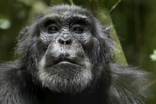 3 Days Uganda Gorilla and Chimpanzee trekking safari