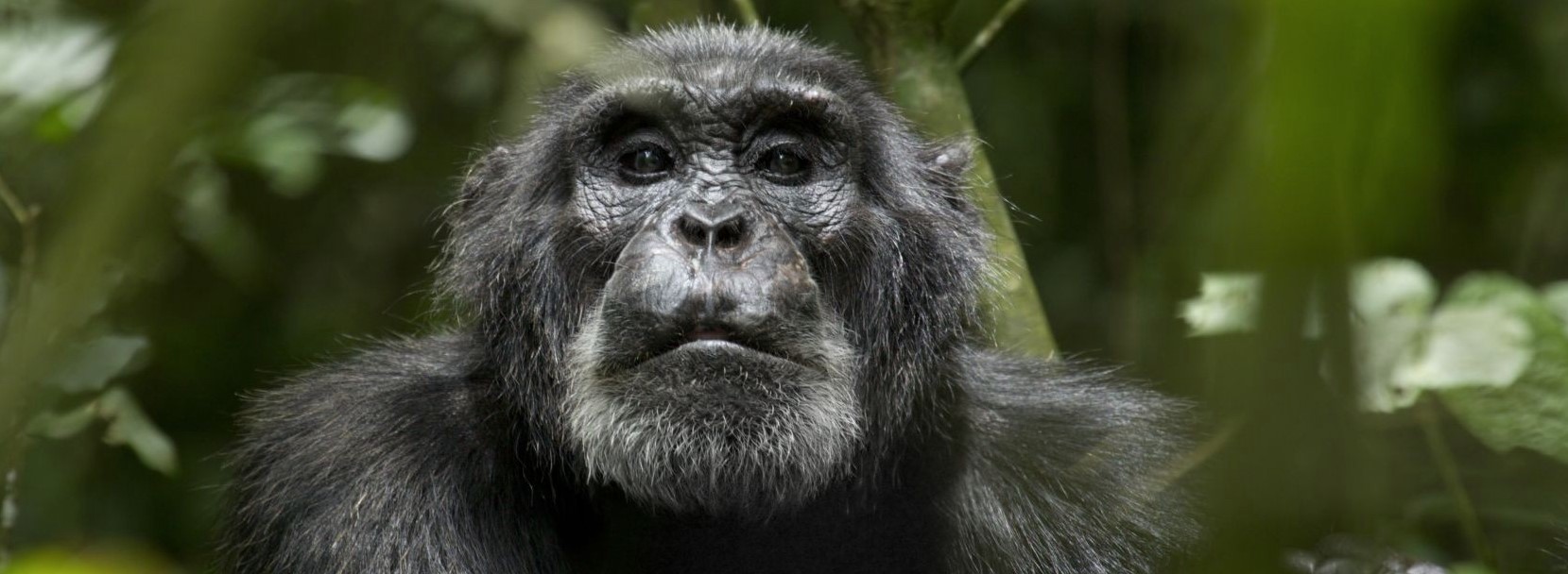 Category: Chimpanzee trekking in Uganda