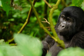 7 Days Best Of Uganda Wildlife And Gorilla Trekking Safari