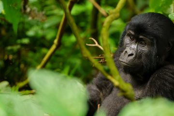 7 Days Best Of Uganda Wildlife And Gorilla Trekking Safari