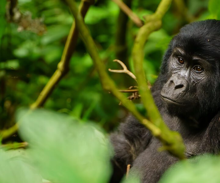 7 Days Best Of Uganda Wildlife And Gorilla Trekking Safari