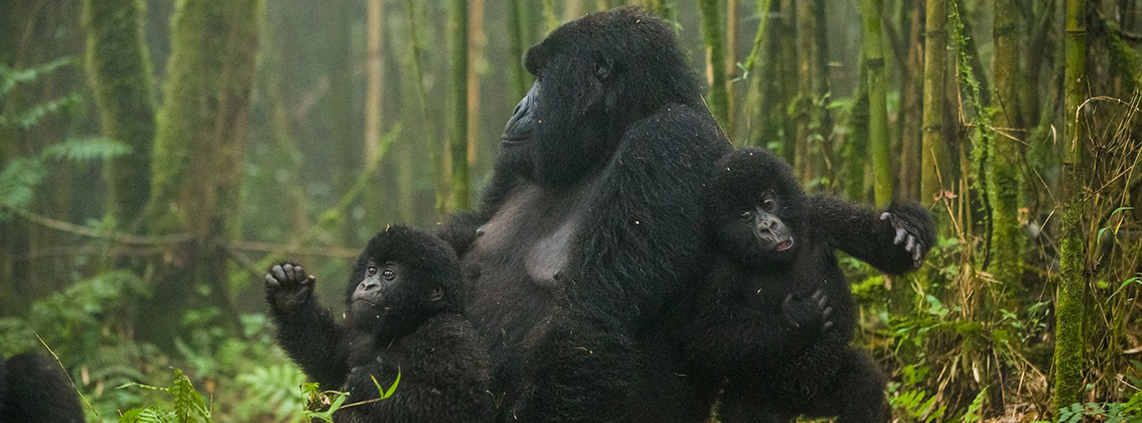 7 Days Gorilla Trekking & Wildlife Safari Holiday Rwanda