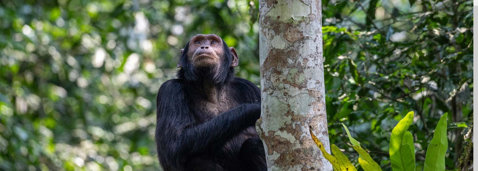 11 Days Gorillas And Chimpanzees Wildlife Safari Uganda