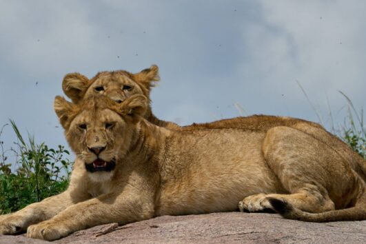15 Days-Explore Tanzania Wilderness and Beach Safari