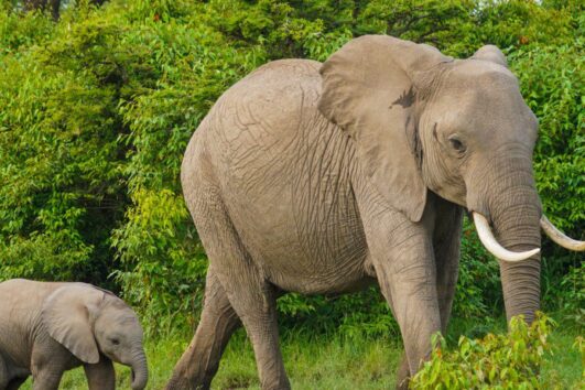 4 Days Nimule National Park Wildlife Tour