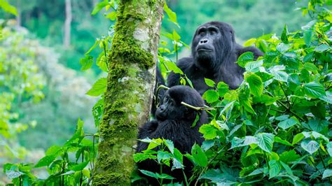 Bwindi forest national park