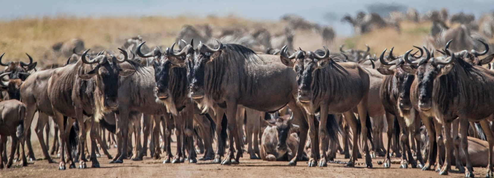 9 Days Wildebeest Migration Safari