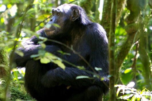 5 Days-Kibale and Queen Elizabeth National Park Safari