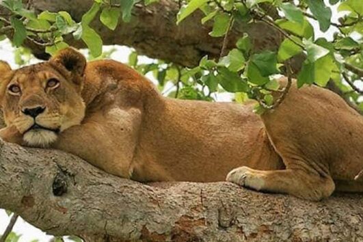 6 Days-Murchison Falls and Queen Elizabeth National Park