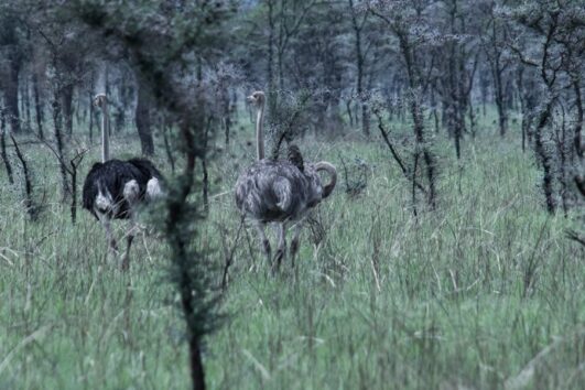 6 Days-Kidepo Valley and Murchison Falls National Park Safari
