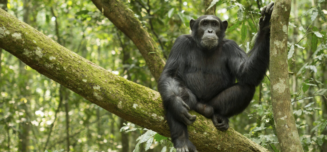 Chimpanzee Trekking in Uganda with Amakula African Safaris in Kibale forest gives visitors an chance to a memorable primate safari to Uganda