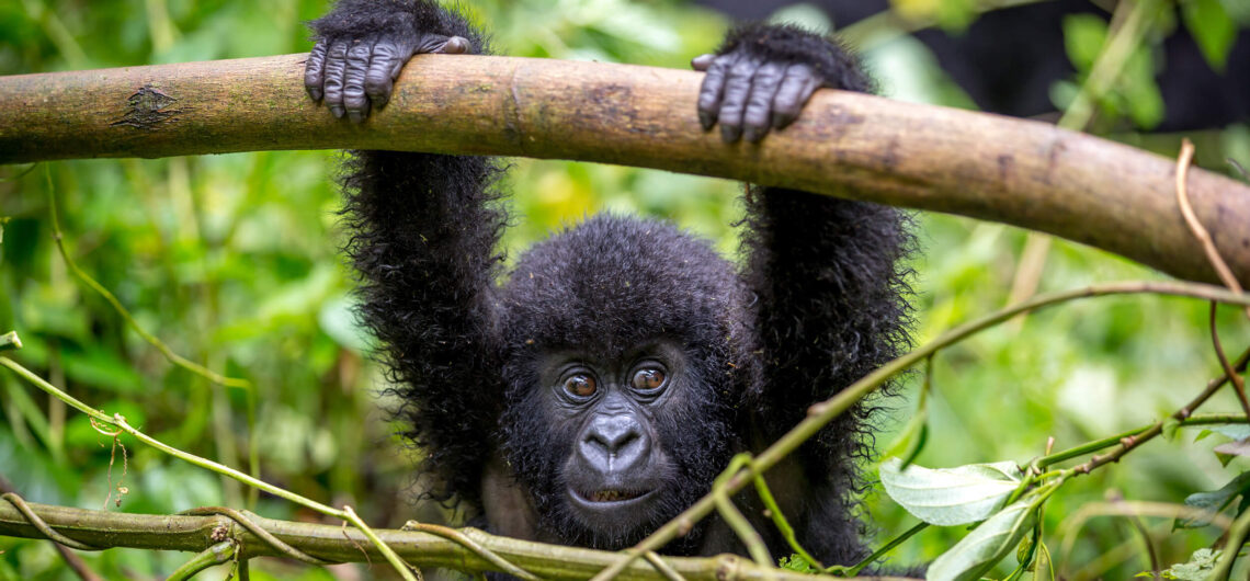 Mountain gorillas in Uganda are herbivorous predominantly ground-dwelling great apes that in habitat the tropical forest of equatorial Africa