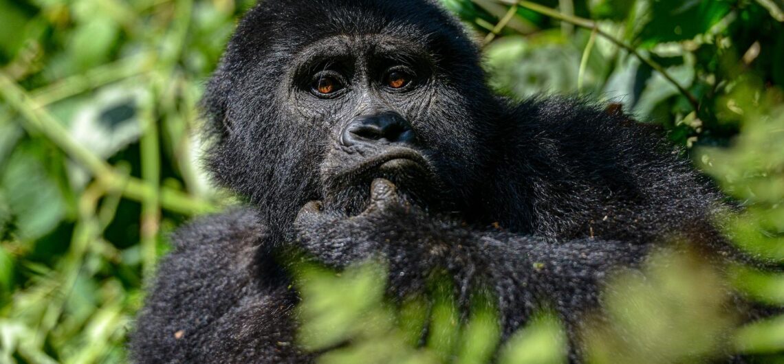 Bwindi impenetrable national park is a large primeval forest located in south-western Uganda with thick vegetation where Gorillas live