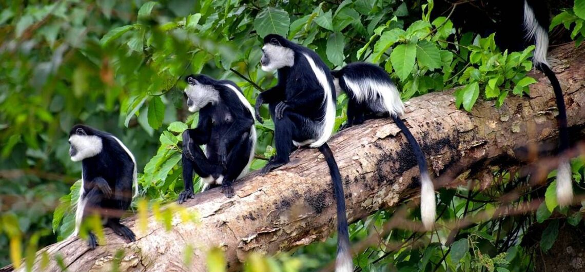 Visit Budongo Forest Uganda: The forest is located about three hours' drive on the road to the well-known Murchison Falls National Park