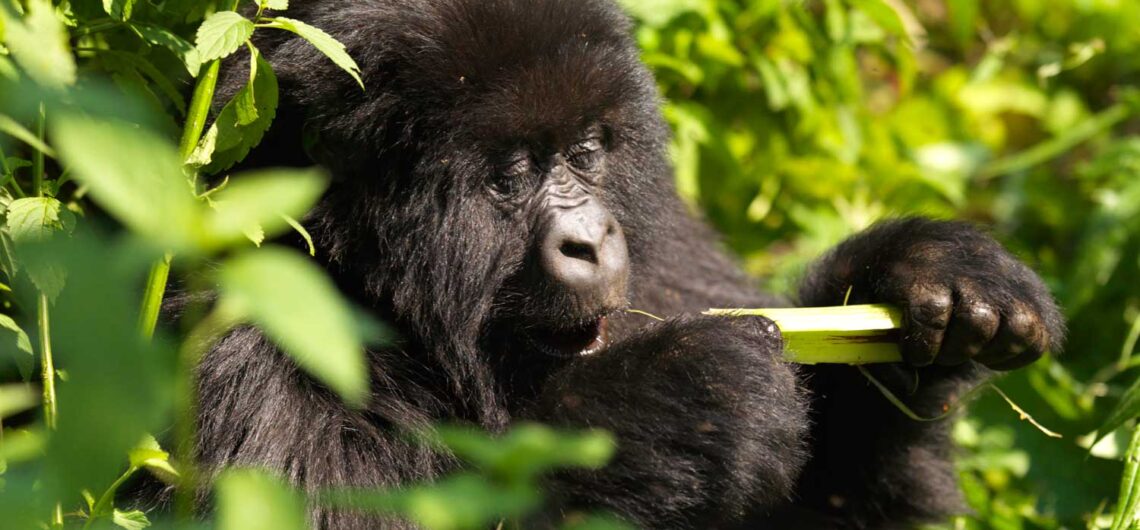 Difference between Gorilla trekking and Gorilla Tracking: Gorillas can only be seen in Bwindi forest, Virunga Region and in Rwanda Volcanoes