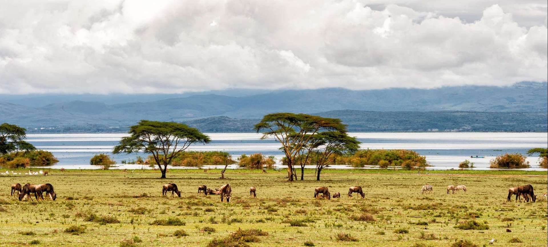 Kenya wildlife safari