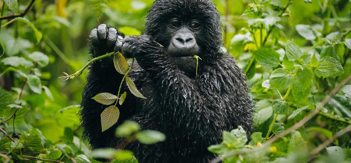 What Is Virunga National Park Famous For? The park is well known as the Africa primate haven and a home to two types of gorillas