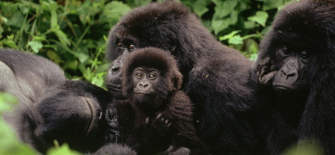 Rwanda Gorilla Groups to Trek: The unique opportunity to see gorillas in their natural habitat is unforgettable