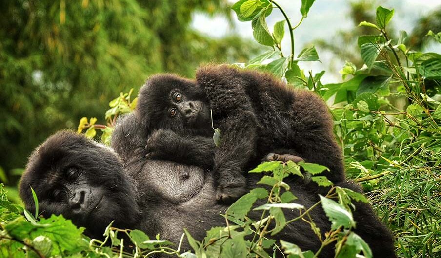 Uganda Gorilla Trekking Age Limit: To trek gorillas in Bwindi or Mgahinga National Parks, visitors must adhere to Uganda's age requirement