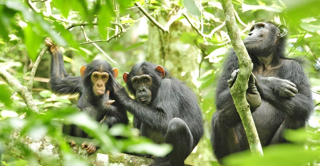 Chimpanzee Tracking In Uganda is the practice of strolling through woods seeking the intriguing primates that swing about the forest trees