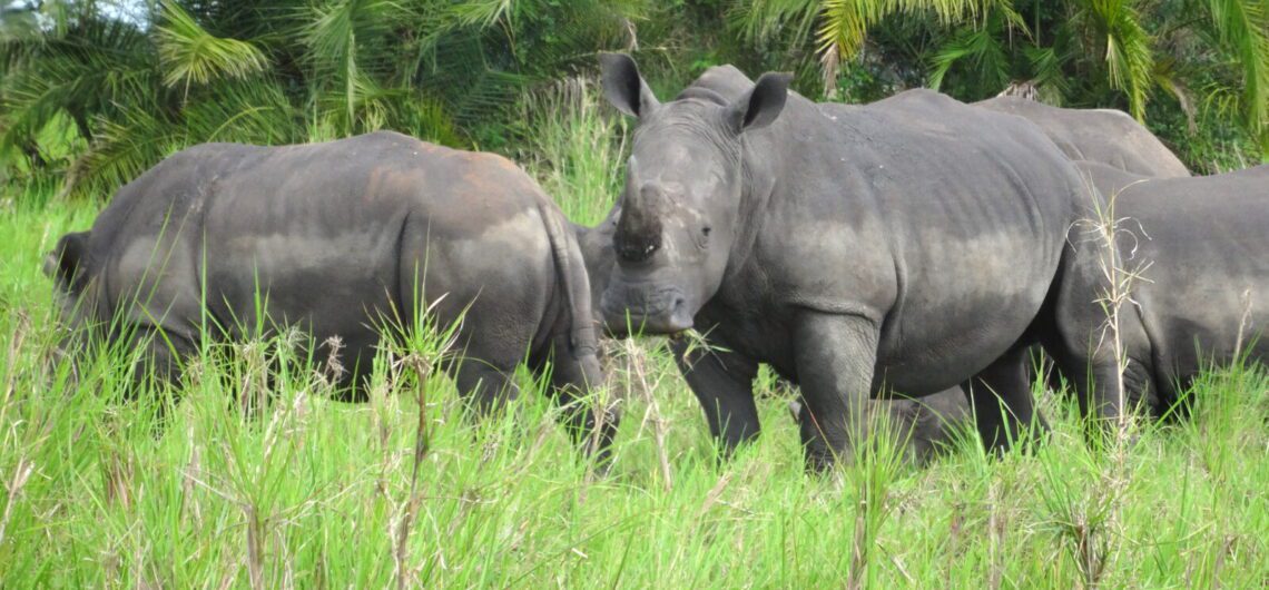 Why you should visit Murchison Falls National Park Uganda's largest national park situated, 305 kilometers north of Kampala