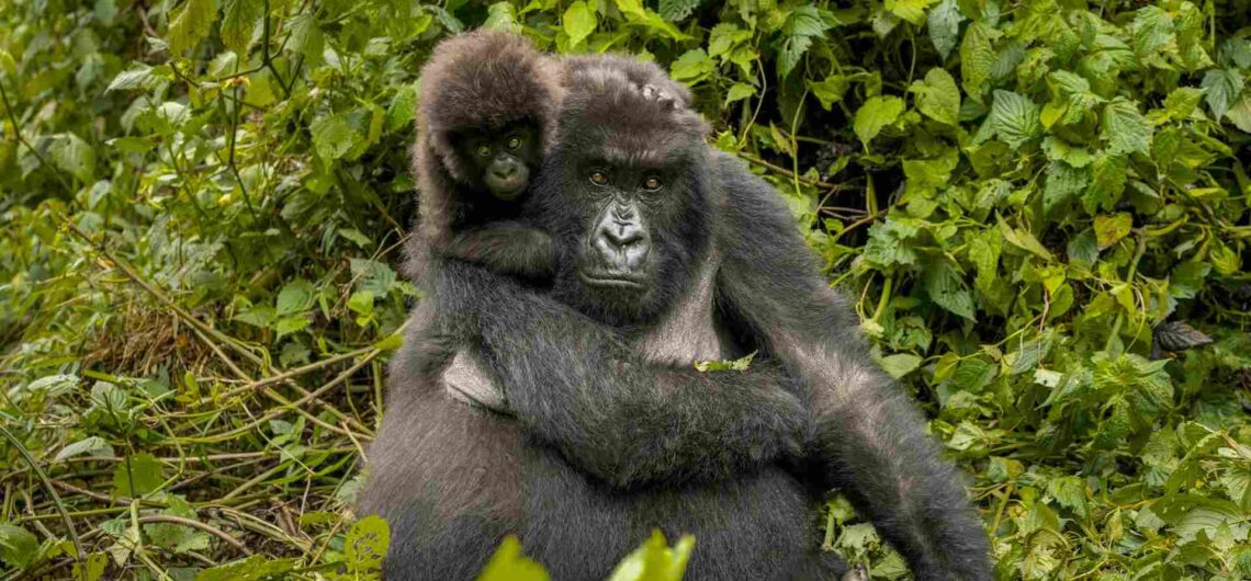 Physical Characteristics of Mountain Gorillas: Compared to all the other gorilla species in Africa as discussed below