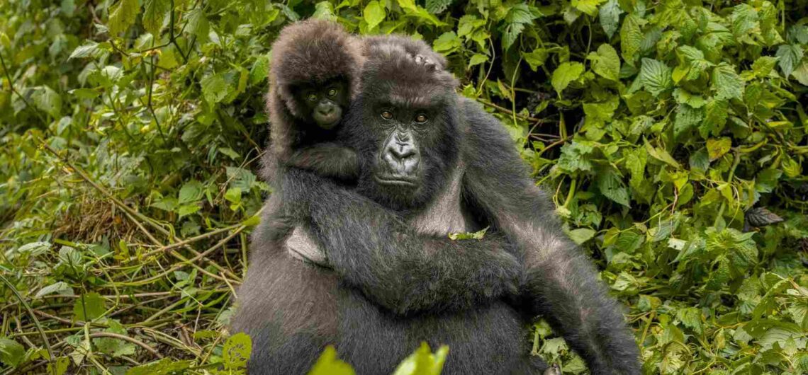 Physical Characteristics of Mountain Gorillas: Compared to all the other gorilla species in Africa as discussed below