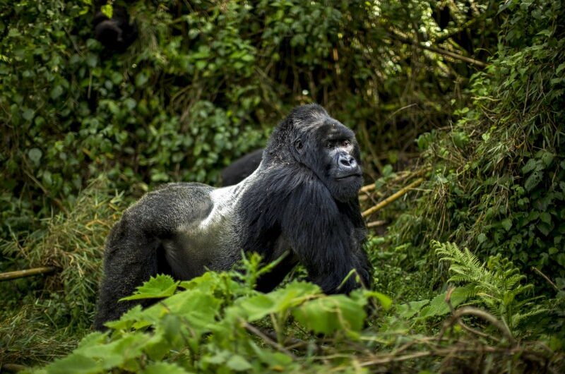 Gorilla Trekking in Mgahinga Gorilla National Park takes you to Uganda’s smallest but scenic national park that covers an area of 33 sq kms