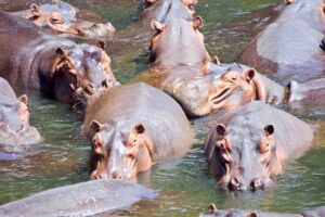 Nile Cruise in Murchison Falls Uganda: With its source found in Jinja in Uganda, the Nile is famous for being the longest river in the world