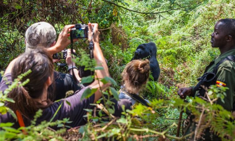 Gorilla photography