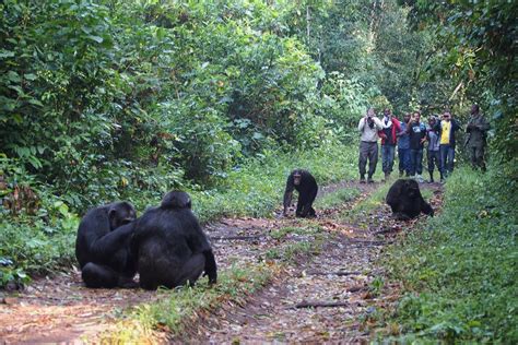 Chimpanzee Trekking