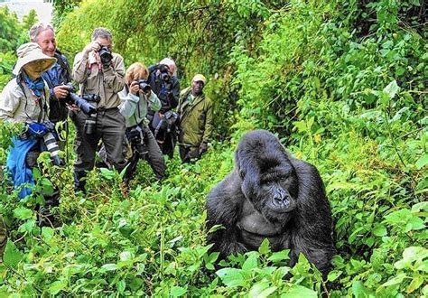 gorilla trekking