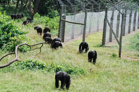 Ngamba Island Chimpanzee Sanctuary