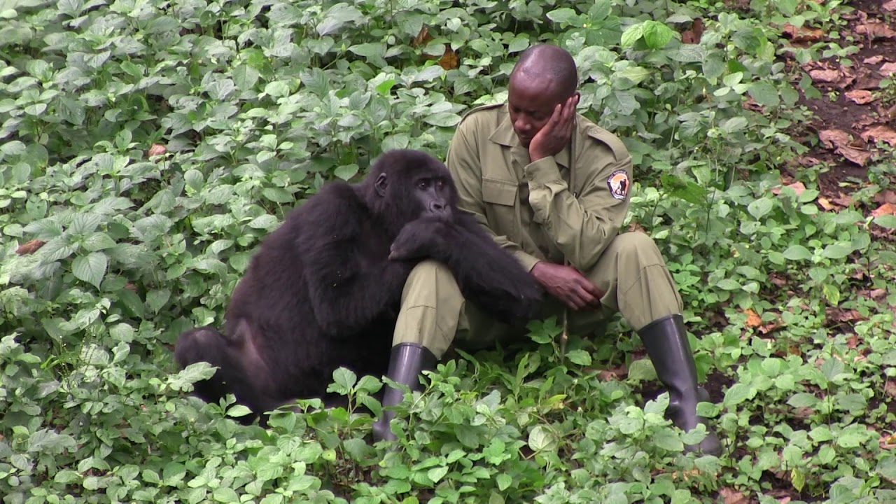 Why is it famous to adopt gorillas