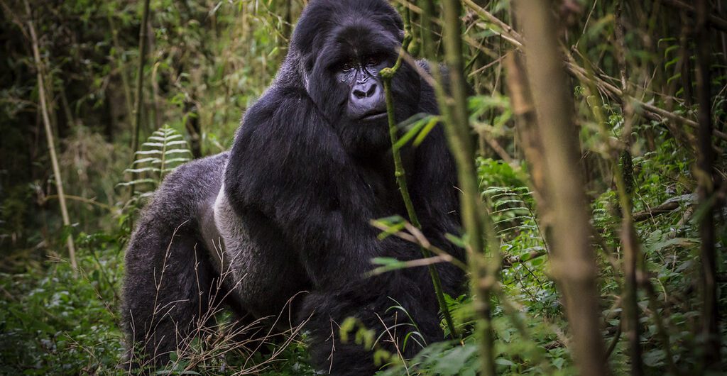 Why Is D.R. Congo Considered Unsafe for Gorilla Trekking in Africa: Congo is one of the few countries hosting the Gorillas