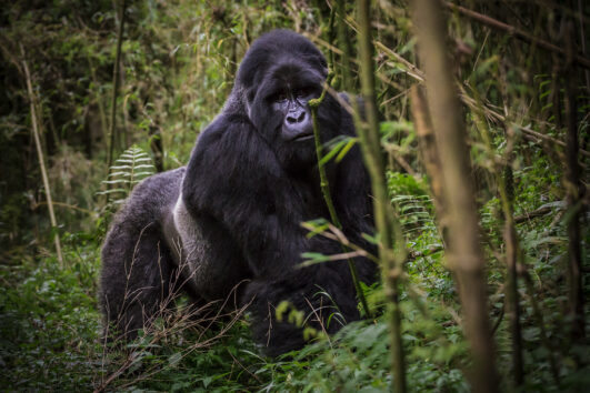 Why Is D.R. Congo Considered Unsafe for Gorilla Trekking in Africa: Congo is one of the few countries hosting the Gorillas