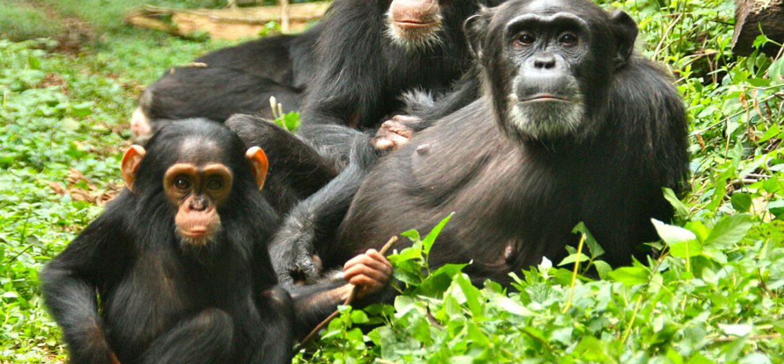 Why you should visit Uganda this year: Trekking the Mountain Gorillas is a captivating and memorable experience in Bwindi Impenetrable Forest