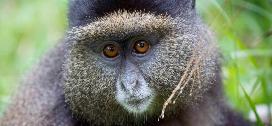 Golden Monkey Trekking Rwanda – Volcanoes National Park: They are popular for their unique characters and are highly extinct