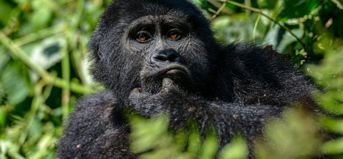 Budget Gorilla Trekking a remarkable popular primate experience and to most travelers it is regarded as an adventure for the rich