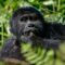 Budget Gorilla Trekking a remarkable popular primate experience and to most travelers it is regarded as an adventure for the rich