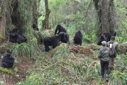 When to visit Volcanoes National park: You can visit the volcanoes national park for gorilla trekking at any time of the year