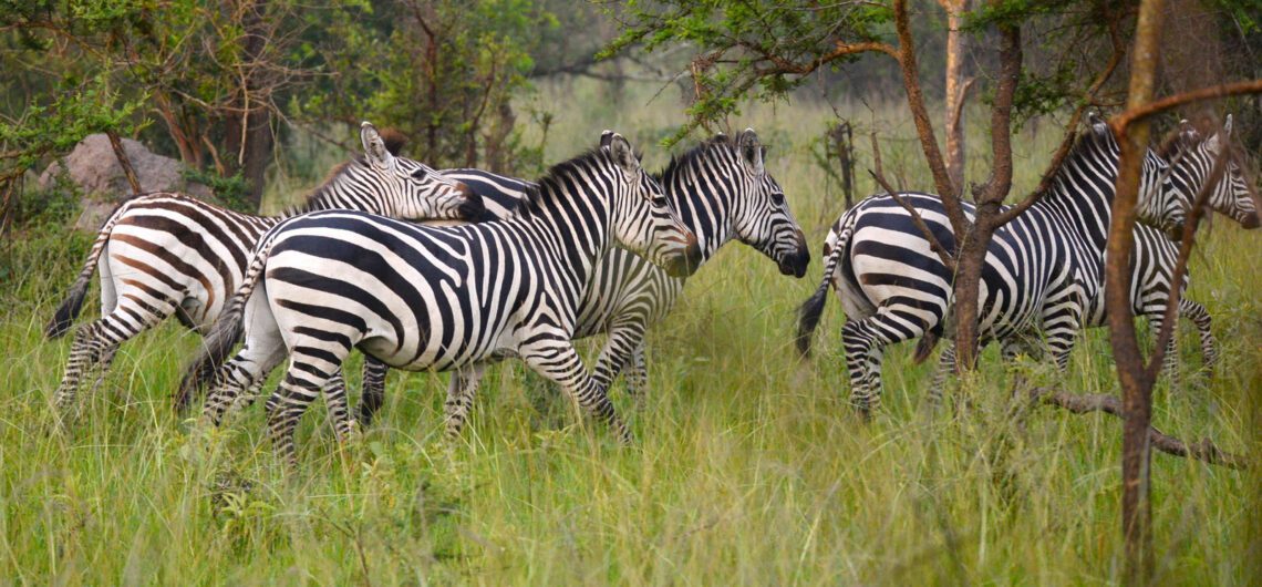 Lake Mburo National Park is Uganda’s smallest national park and the closest park to Kampala with 350 bird species, zebras, impalas, elands etc