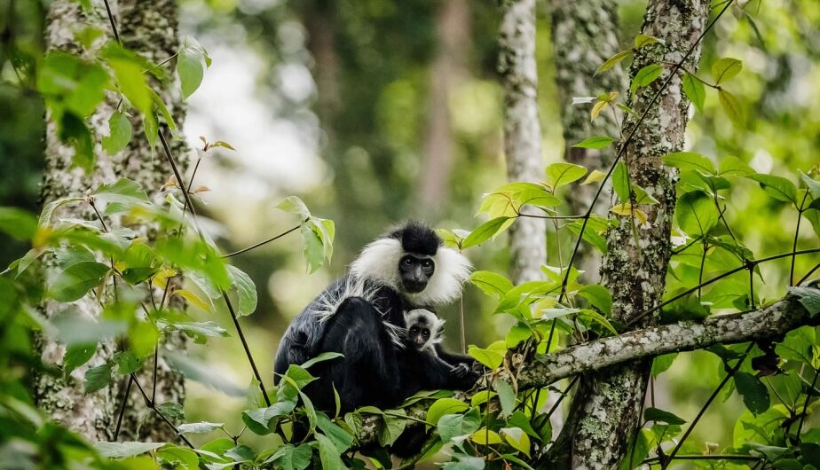 Primate Tracking in Rwanda: Rwanda is renowned for its gorillas in the Volcanoes National Park, but the country is also home to chimpanzees