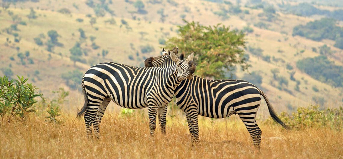 Tourism activities in Kenya: a fascinating country Known for amazing tourism and producing some of the fastest runners in the world