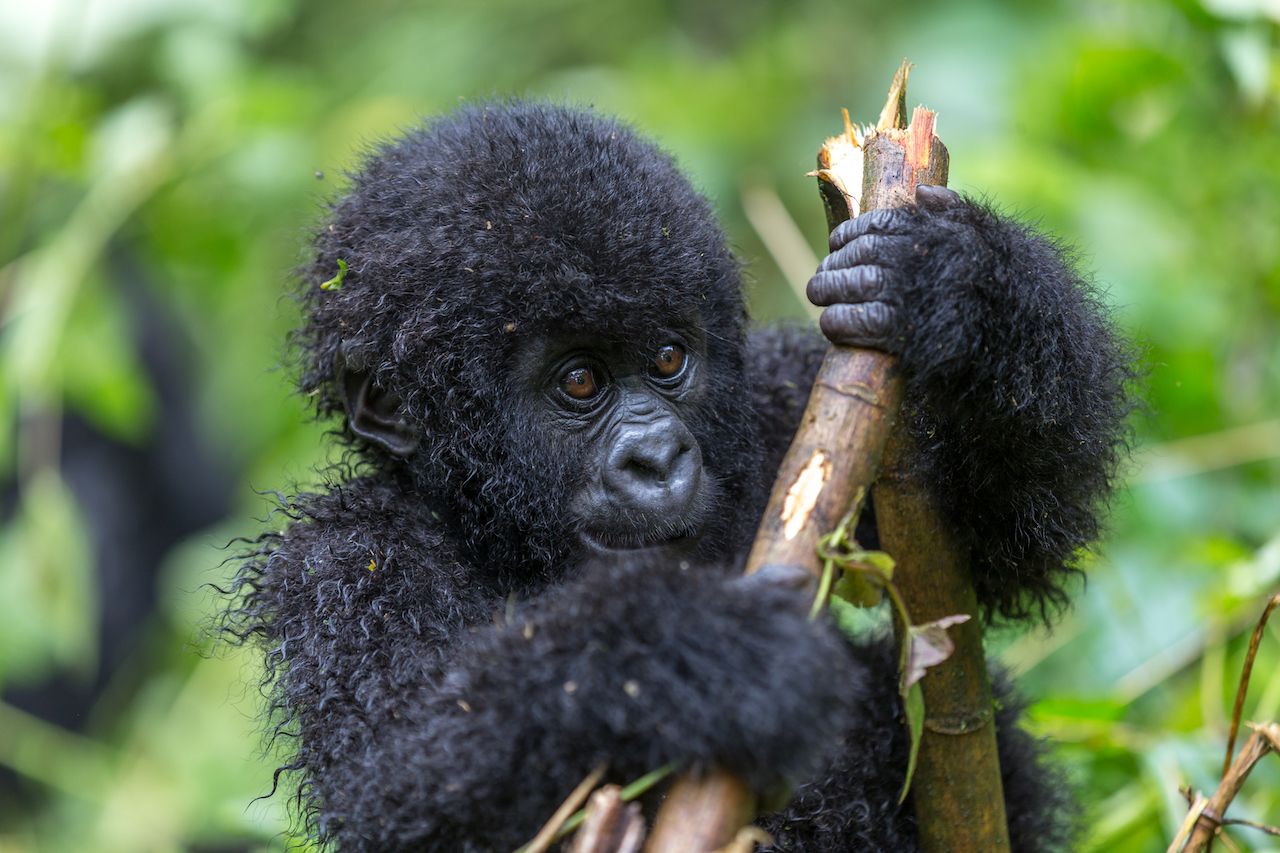 Why Virunga national park is famous