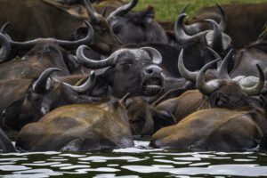 Nile Cruise in Murchison Falls Uganda: With its source found in Jinja in Uganda, the Nile is famous for being the longest river in the world